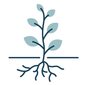 Small Tree Spreading Roots.