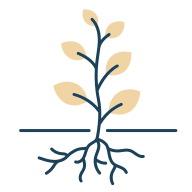 Growth of sapling, with rich roots.